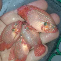 ماهی جوئل باکس