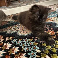 گربه شیطون و بازیگوش