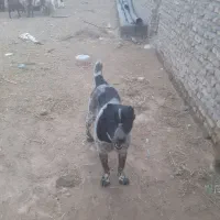 تایگر خان