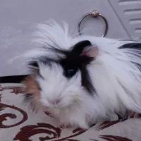 خوکچه هندی نر|موش و خرگوش|بوکان, |دیوار