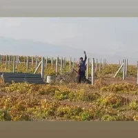 فنس کشی وداربست باغات بابهترین قیمت وکیفیت - حیدری|خدمات باغبانی و درختکاری|تاکستان, |دیوار