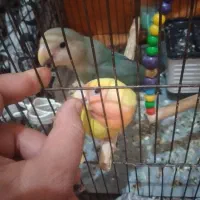 پرنده طوطی برزیلی|پرنده|کرمانشاه, |دیوار