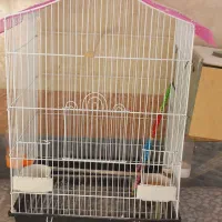 قفس بزرگ|پرنده|شادگان, |دیوار