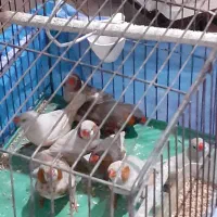 فنچ ایزابل .بلک فیس