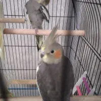 ۴ عدد عروس هلندی ۳ ماه به فروش میرسد|پرنده|رشت, سعدی (تختی)|دیوار