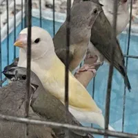 فنچ گلدین جوجه ۲ماهه ۵عدد