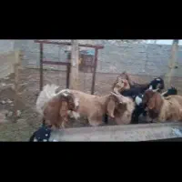 فروش کهره نر وماده