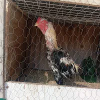 خروس لاری دنگ بالا