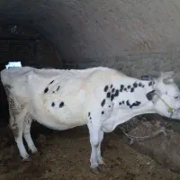 فروش گاو شیری