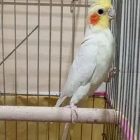 عروس هلندی