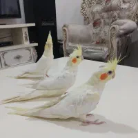 عروس هلندی لوتیتو چشم شرابی|پرنده|شهریار, شهرک بهاران (ویره)|دیوار