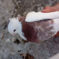 پرنده|پرنده|یاسوج, |دیوار