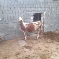 گوساله سیمیتال