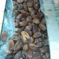 خرمای بدون هسته|خوردنی و آشامیدنی|قم, پردیسان|دیوار