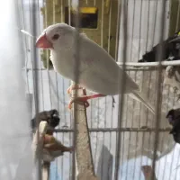 نرگسی نر چشم قرمز