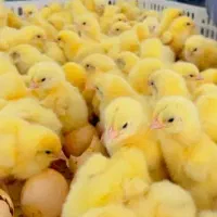 جوجه گوشتی  راس صادراتی|حیوانات مزرعه|کرج, کمال‌شهر|دیوار