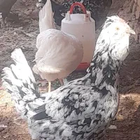 مرغ وخروس گلین اصل