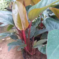 گل اپارتمانی سازگاری با اب وهوای تهران