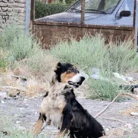 سگ‌ پا کوتاه نگهبان