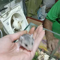 بچه همستر۱۴روزه سالم وسلامت|موش و خرگوش|کرج, کیانمهر|دیوار