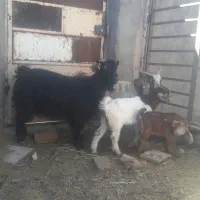 ۲راس بز جوان زاییده شیرا بزغاله درشت