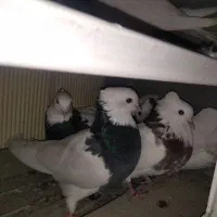 فروش کبوتر طوقی|پرنده|هرسین, |دیوار