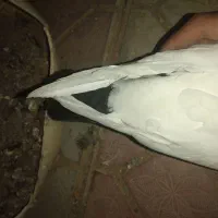 کبوتر دم سیاه|پرنده|سربیشه, |دیوار