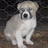 سگ توله نر افغان خراسان نگهبان گله|سگ|مشهد, انقلاب|دیوار