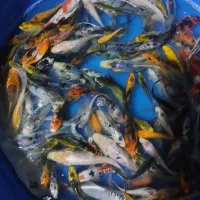 ماهی کوی دو تا پنج بند|ماهی|اصفهان, کارلادان|دیوار