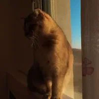 گربه اسکاتیش گلد|گربه|تهران, استاد معین|دیوار