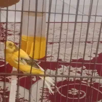 قناری درشت و کشیده نر قرص بخون