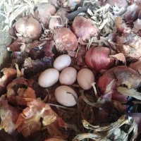 تخم مرغ محلی اصیل تازه