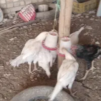 جوجه مرغ و خروس لاری سفید