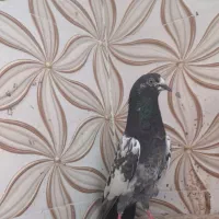 کبوتر چینا تیدی|پرنده|بوشهر, |دیوار