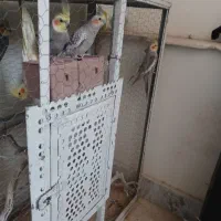 ۹ عدد عروس هلندی|پرنده|تربتحیدریه, آغوی|دیوار