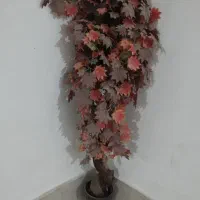 درختچه انگور بسیار زیبا و طبیعی در اندازه صدوهشتاد