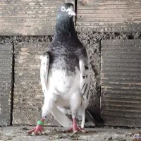 کبوتر پاکستانی|پرنده|اصفهان, شیخ اشراق|دیوار