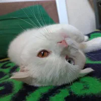 گربه اسکاتیش