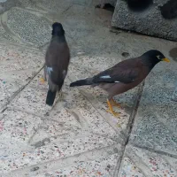 مرغ مینا بالغ . سهره . قناری