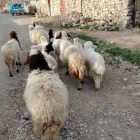 گچچند راس میش وبره