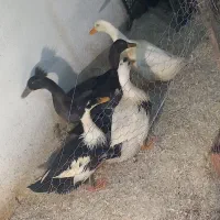 فروش اردک در سایزهای مختلف