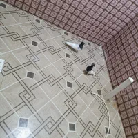 کبوتر|پرنده|حمیدیه, |دیوار