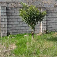 زمین 329متری (دستک) خزر 5.مسکونی سند تک برگ|فروش زمین و ملک کلنگی|کیاشهر, |دیوار