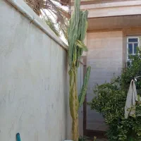 کاکتوس