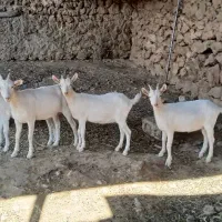 کهره سانن