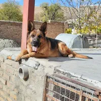 ژرمن اصل|سگ|تهران, درکه|دیوار