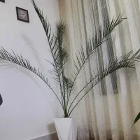 گل نخل