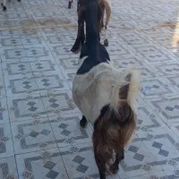 بز مری آبستن