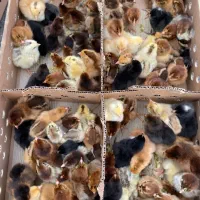 جوجه مرغ خروس گلپا|حیوانات مزرعه|بم, |دیوار