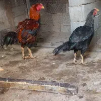 یک خروس لاری و2عدد مرغ ترک وافغان و6عدد جوجه 7ماهه